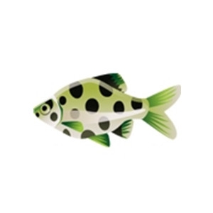 Polka Dot Barb